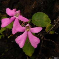 Impatiens acaulis Arn.